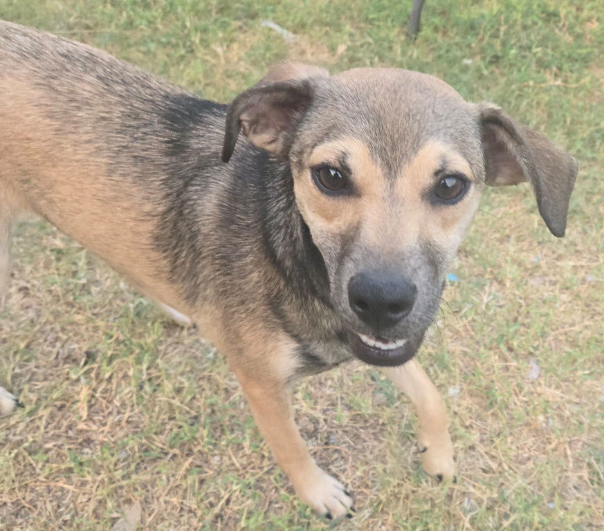 adoptable Dog in San Antonio, TX named Albert