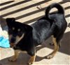 adoptable Dog in anton, TX named Baby Girl