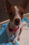 adoptable Dog in  named Theo