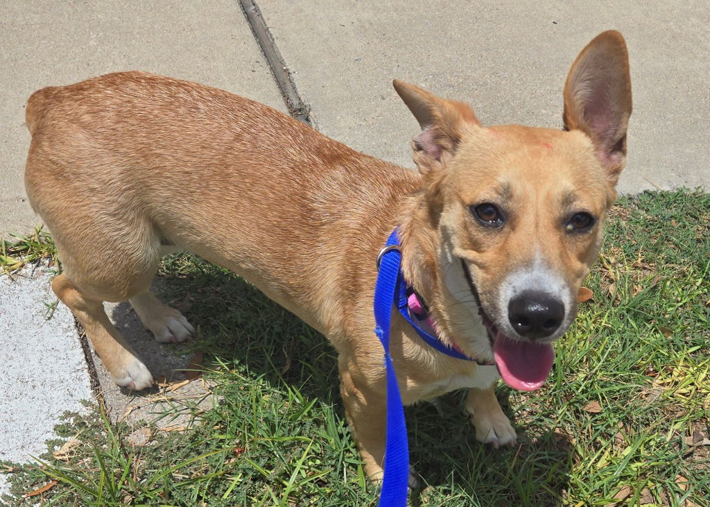 adoptable Dog in San Antonio, TX named Maddie