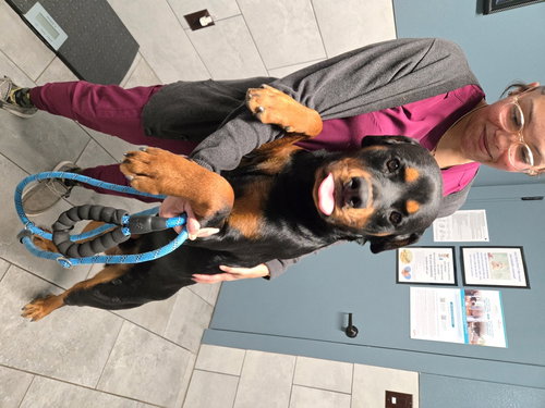 RAY - Rottweiler available for adoption