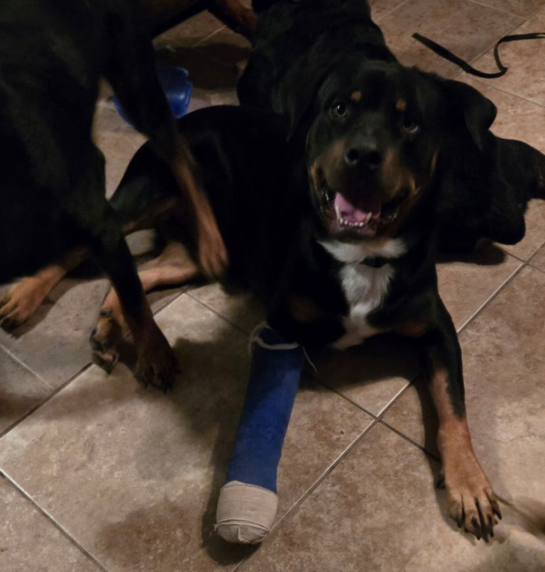adoptable Dog in San Antonio, TX named Barkley