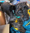adoptable Dog in  named Paxton