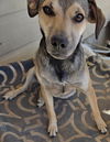 adoptable Dog in  named Albert