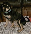 adoptable Dog in  named BabyGirl