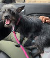 adoptable Dog in  named Gypsy