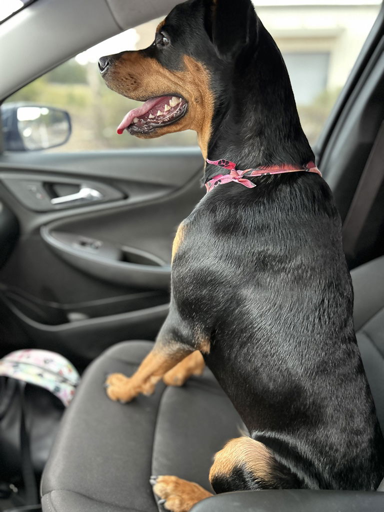 adoptable Dog in San Antonio, TX named Luna Bella