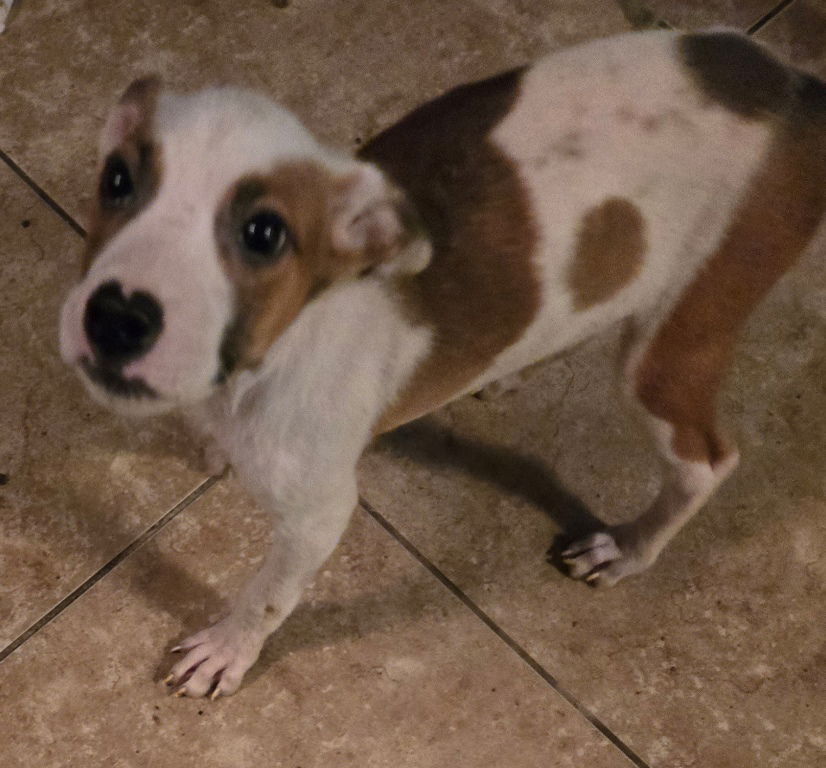 adoptable Dog in San Antonio, TX named Milo