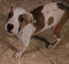 adoptable Dog in  named Milo
