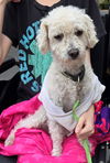 adoptable Dog in  named Hilton