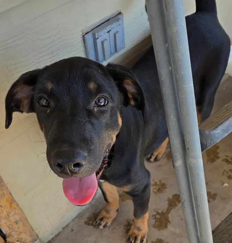Lucas - Labrador Retriever