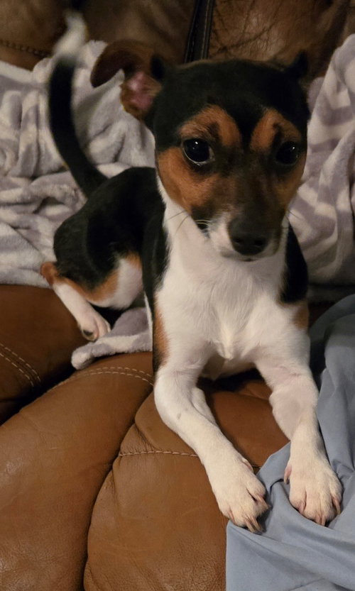 picture of the dog needing adoption