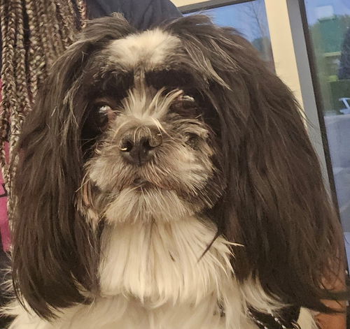 picture of the dog needing adoption