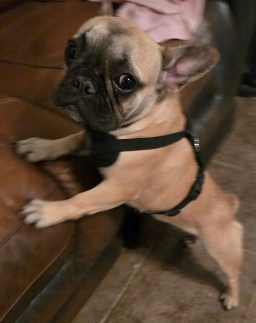 picture of the dog needing adoption