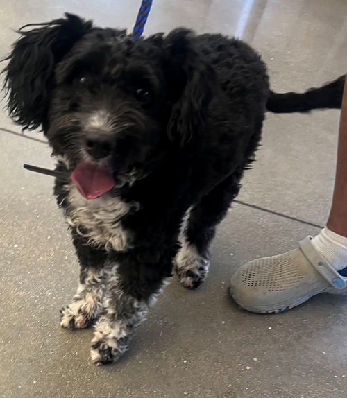 picture of the dog needing adoption