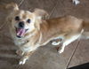 adoptable Dog in  named Jerry