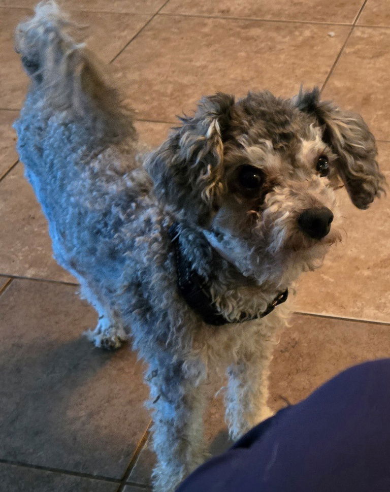 adoptable Dog in San Antonio, TX named Tito