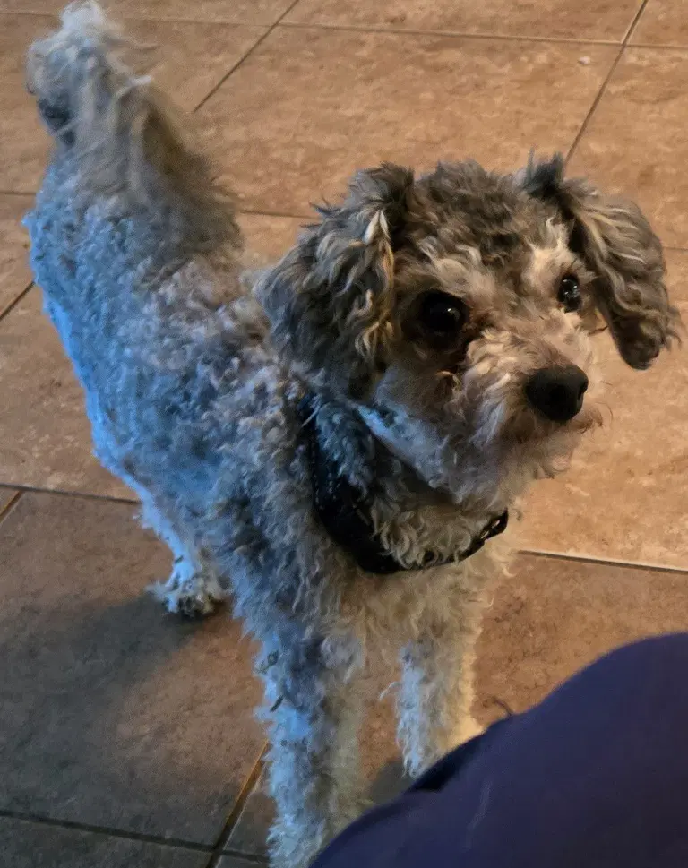 Tito - Poodle (Miniature)