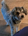 adoptable Dog in  named Tito