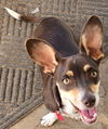 adoptable Dog in  named Luna Chi Weenie