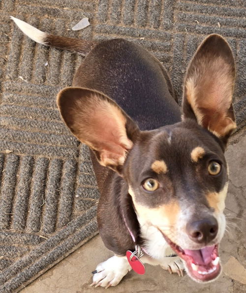 picture of the dog needing adoption