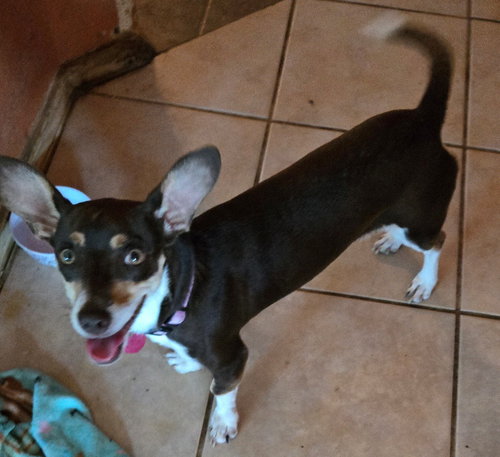 LUNA CHI WEENIE - Chihuahua / Dachshund available for adoption