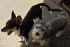 Luna Chi Weenie - Photo 3