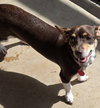 Luna Chi Weenie - Photo 4