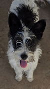 adoptable Dog in  named Carrie Schnauzer