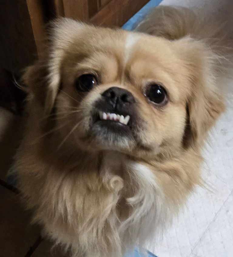 adoptable Dog in San Antonio, TX named Sonic