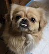 adoptable Dog in  named Sonic
