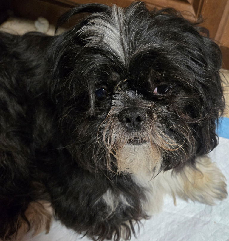 adoptable Dog in San Antonio, TX named Antwan