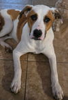 adoptable Dog in  named Milo