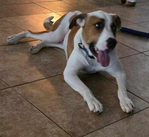 picture of the dog needing adoption