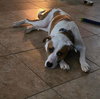 Milo - Photo 2