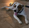 Milo - Photo 3