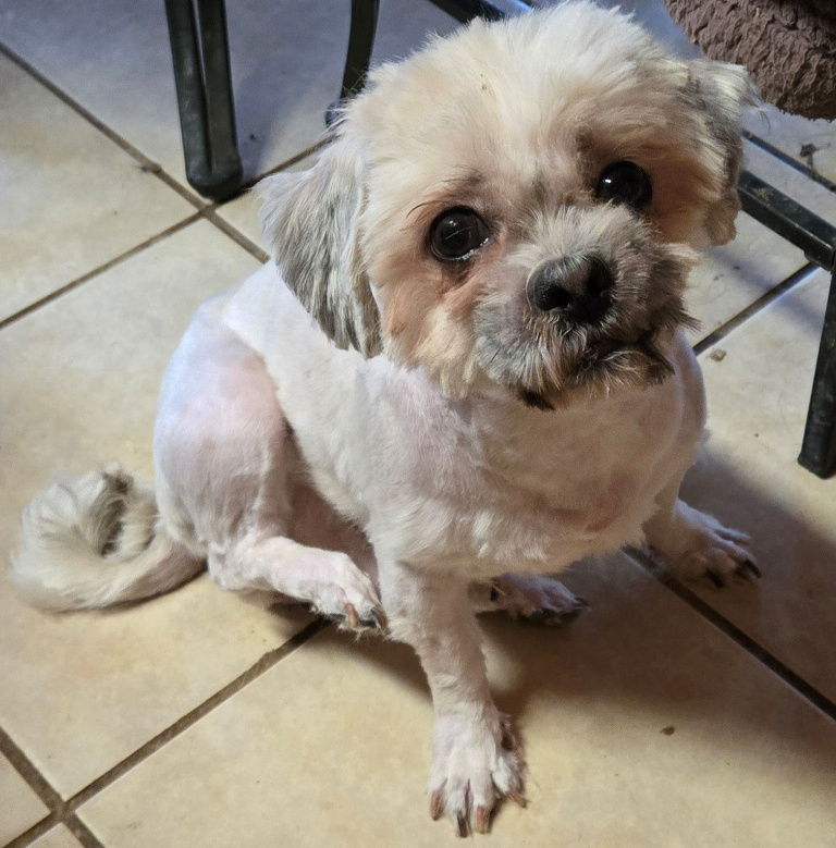 adoptable Dog in San Antonio, TX named Andy
