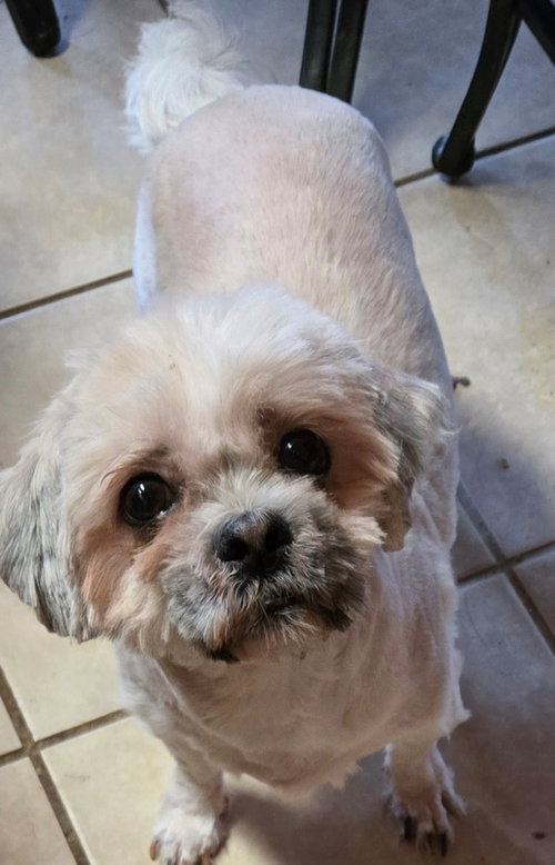 ANDY - Shih Tzu available for adoption