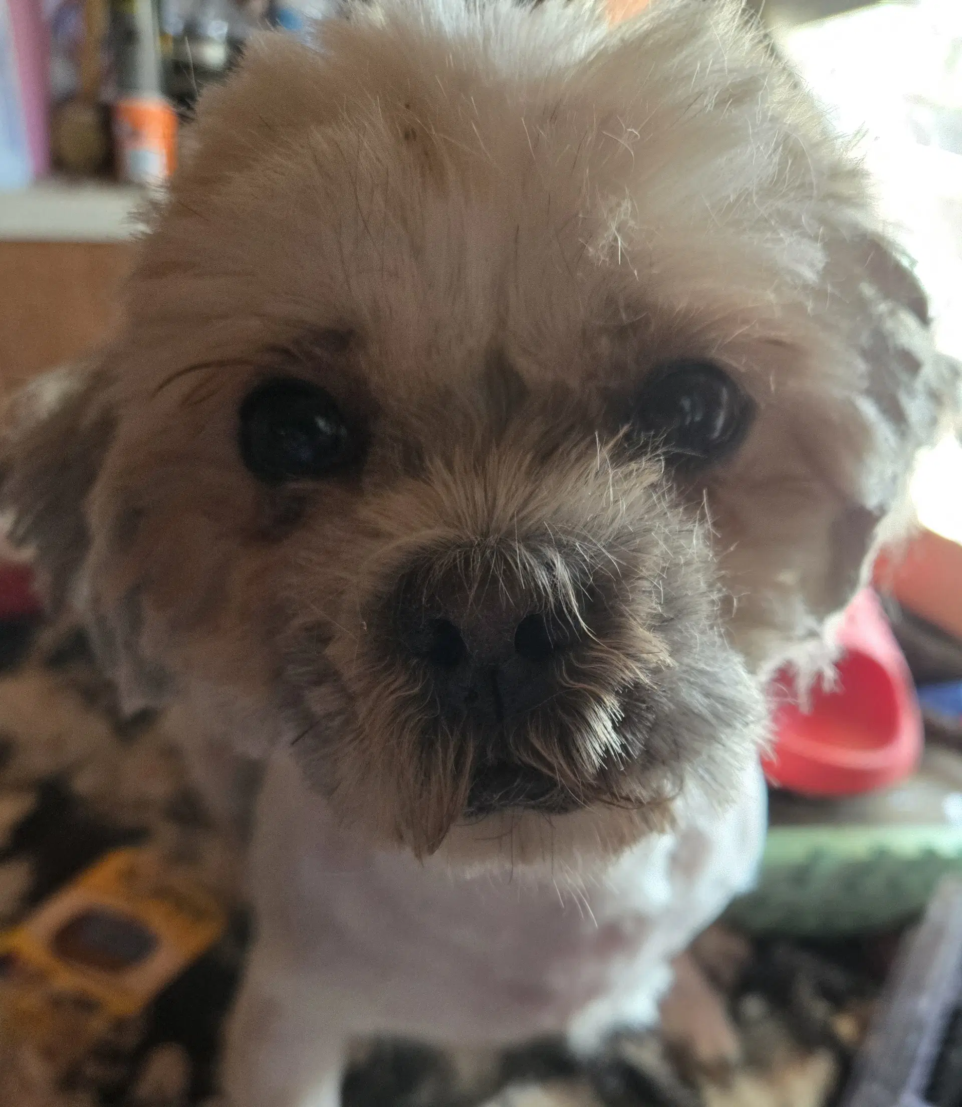Andy image 4