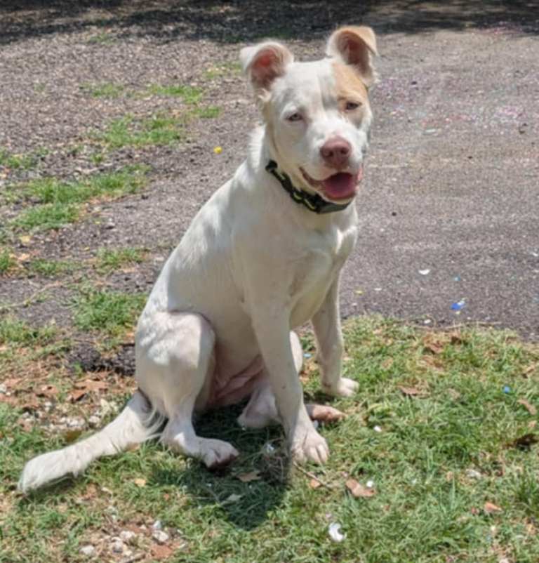 adoptable Dog in San Antonio, TX named Sky