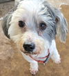 adoptable Dog in  named Ernie