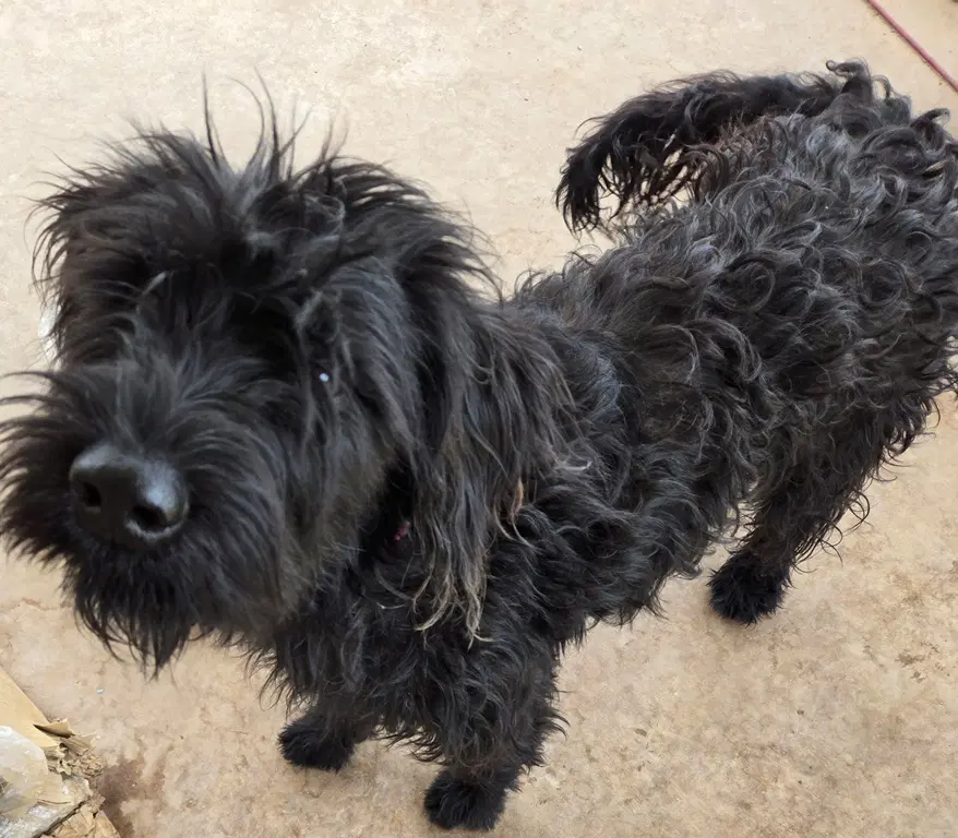Gracie - Poodle