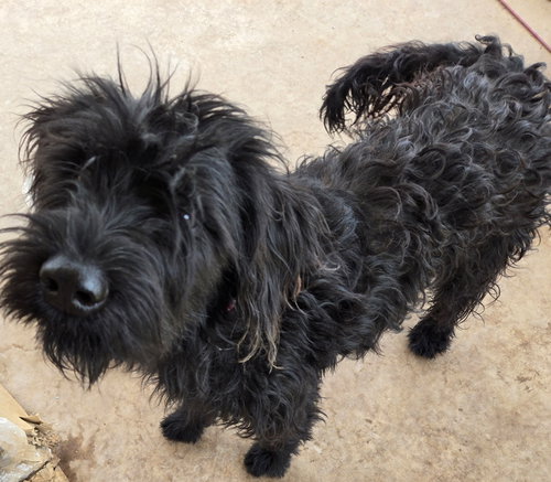 GRACIE - Poodle (Standard) / Terrier available for adoption