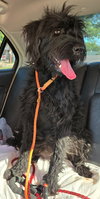 Gracie - Photo 2