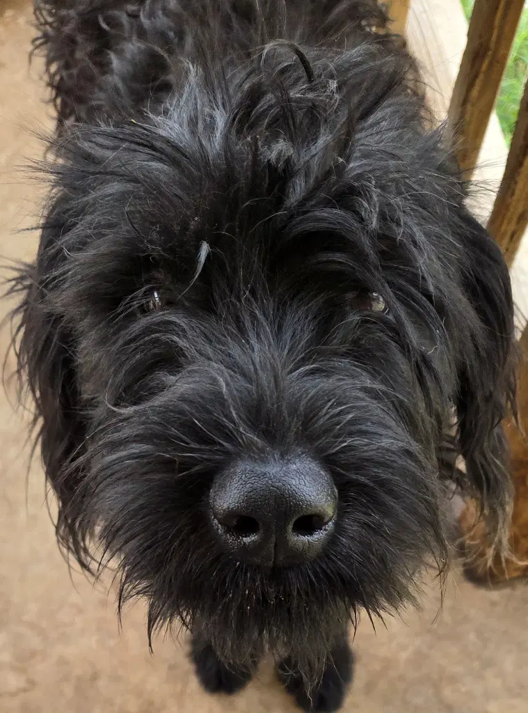 Gracie image 4
