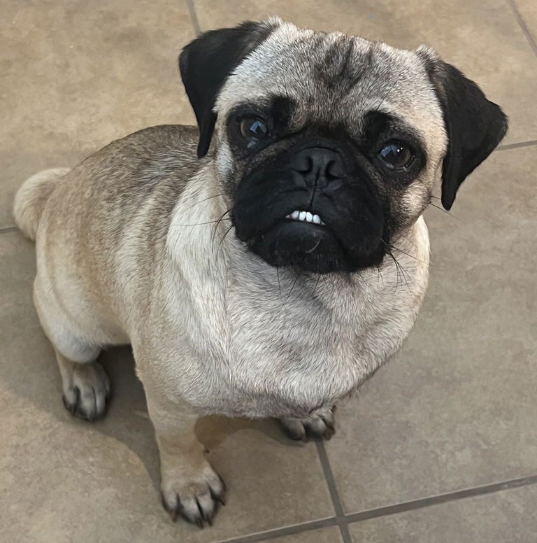 adoptable Dog in San Antonio, TX named Rosie