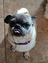adoptable Dog in  named Mona