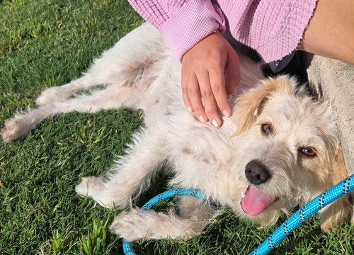picture of the dog needing adoption
