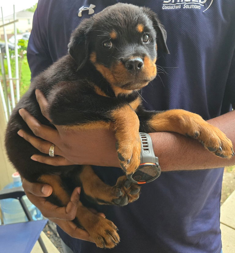 adoptable Dog in San Antonio, TX named Marcus