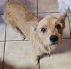 adoptable Dog in  named Tom